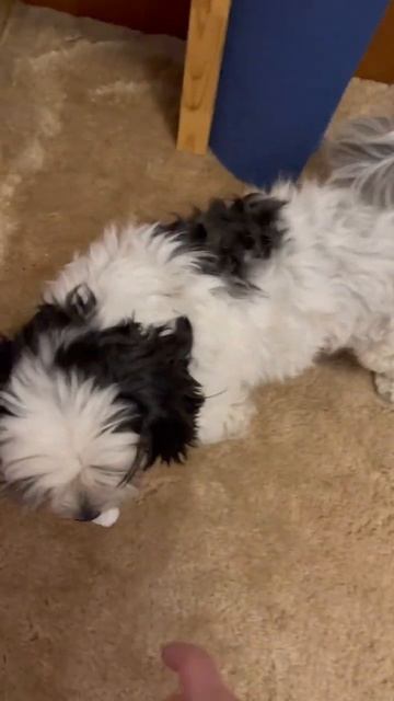 Ешь молись беги #bishon #havanese #havanesepuppies #собака #dog #dogs #боло?