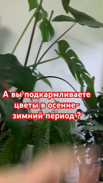 #plants #садоводство #влог #растения #сад #цветы #цветыдляд