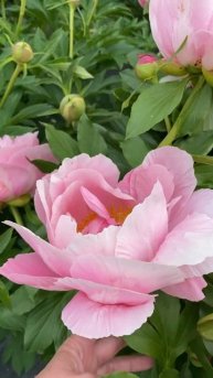 Пион Sugar n’ Spice #пионы #шугаэндспайс #sugarendspice #peony