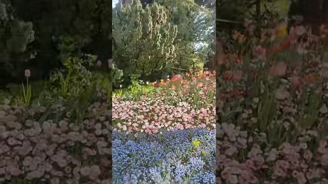 Рассвет на озере и ленивый кот на пледе
