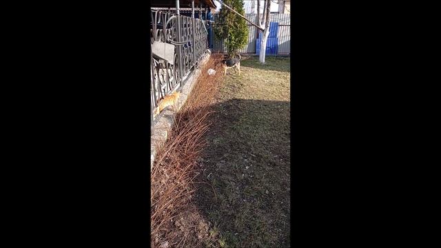 Собака. Кот. Том и Фокс