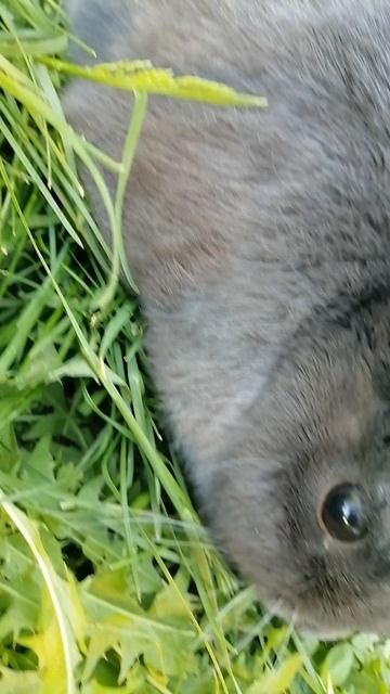 VID_20250508_182408.mp4