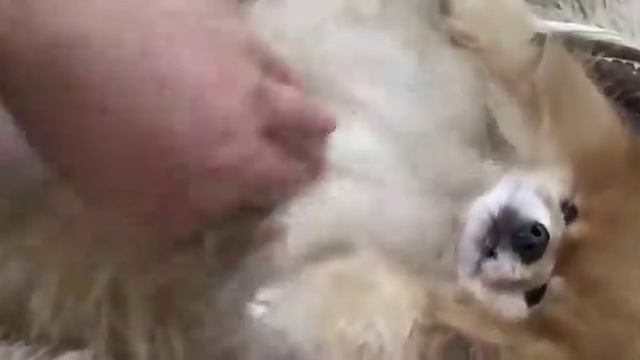 Шпиц Виктор и его мама Лерочка!