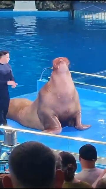 VID-20250506-WA0101.mp4