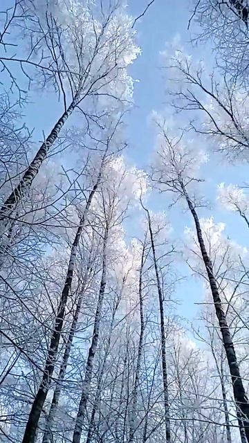 Белая Берёза...