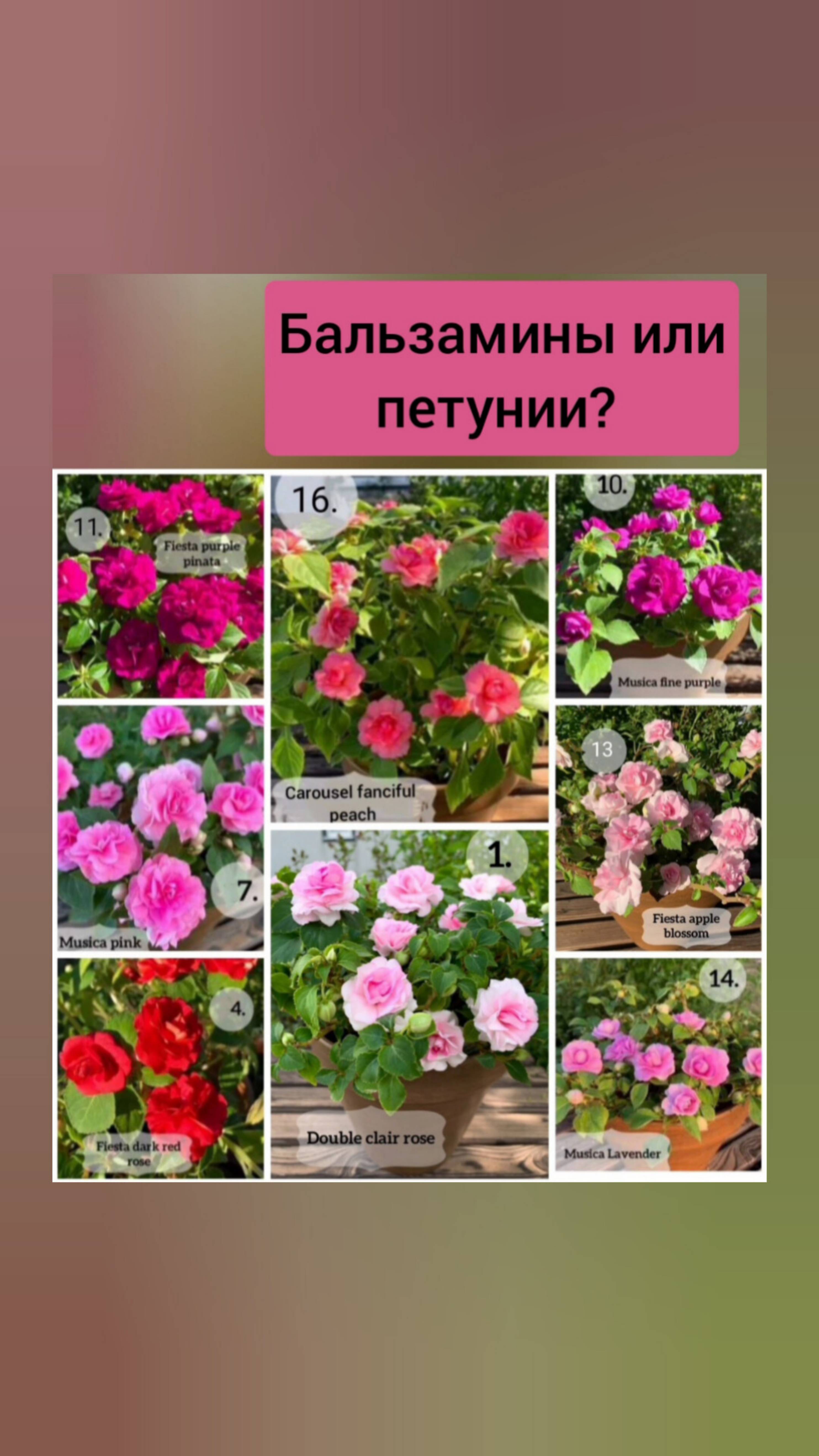 Бальзамины или петунии, /махровые бальзамины/ цветы для кашпо