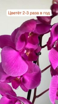 Орхидея фаленопсис - украшение любого дома!