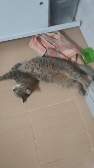 Тут кошка сломалась