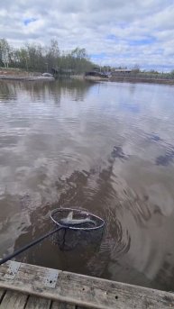 Поимка осетра