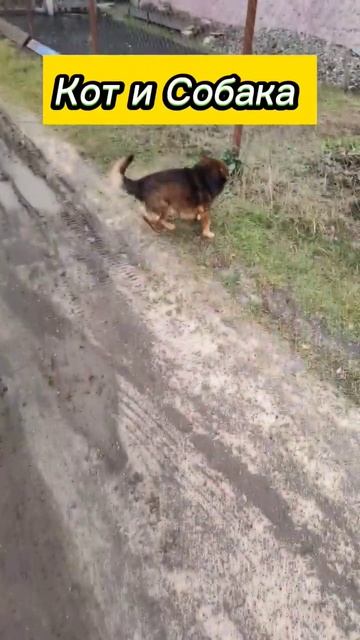 Кот и Собака #коты #кошки #catvideos #dogs