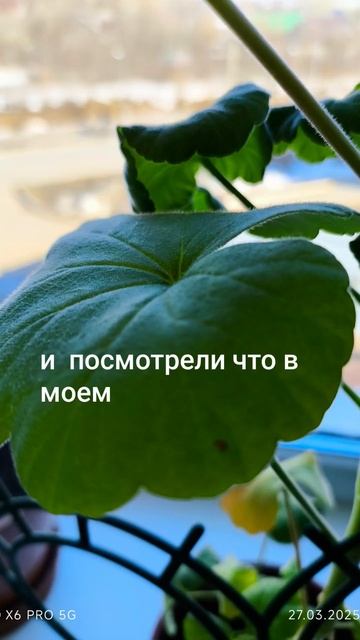 хрос 4 мини