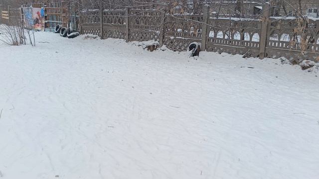 Собакены на выгуле