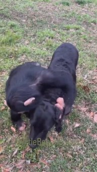 Забавная обезьяна