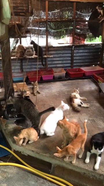 Сколько здесь котиков?