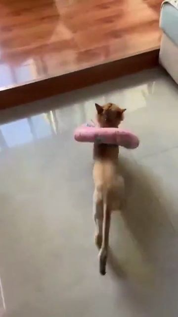Это что за тигрица?