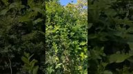Прогулка по осеннему лесу с котом на поводке