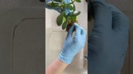 ОТРОСТОК ДЕНЕЖНОГО ДЕРЕВА | КРАССУЛА ДЕНЕЖНОЕ ДЕРЕВО КАК УКОРЕНЯЛА