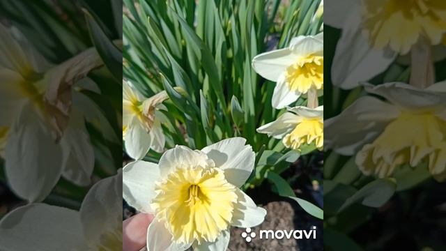 МАЙ. ВЕСНА. НАРЦИССЫ. КРАСОТА
