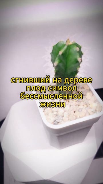 цитата о сгнившем плоде
