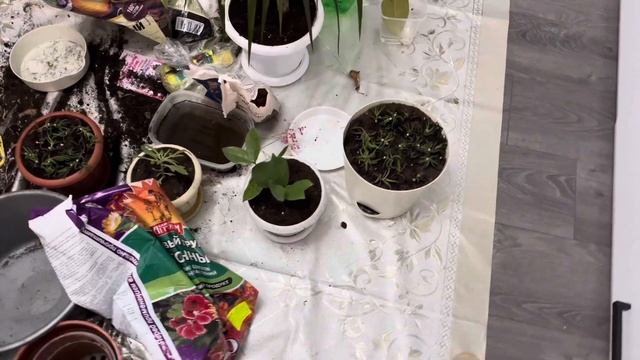 Заполняем карту желаний/ Пересадка цветов зимой/ Прие?