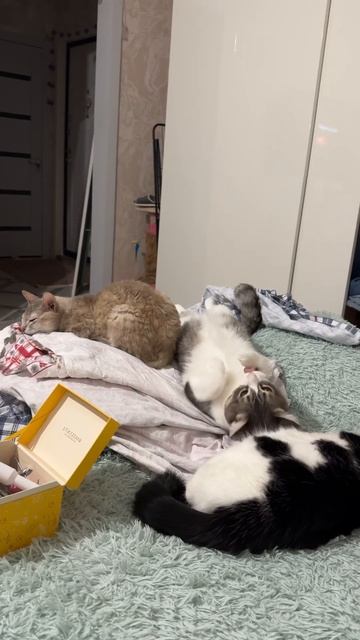 Когда все спят, а у тебя шило в жопе #cat #cute #kitten #catlover #chat