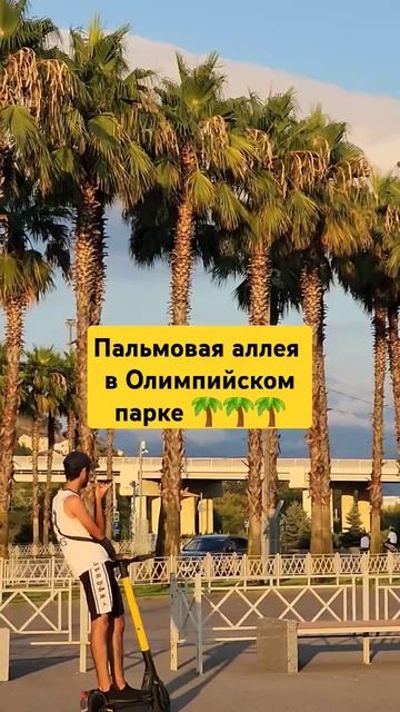 Пальмовая аллея в Олимпийском парке  #адлер2024 #олимпий