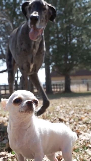 Вы не поверите! Самая высокая и самая маленькая собаки в мире 🐶📏