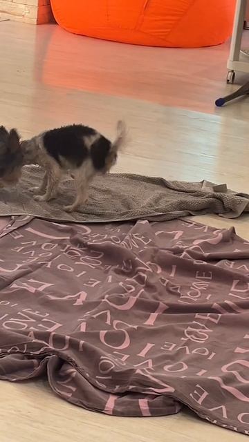 После Бани, Тина #music #song #puppy