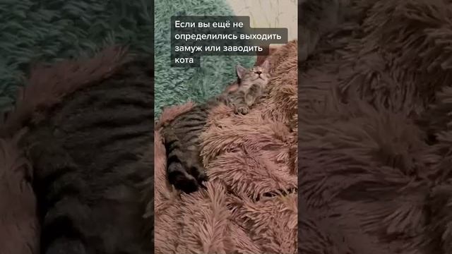 Наш TG https://t.me/liveofcats