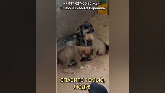 мама со щенками в отлове