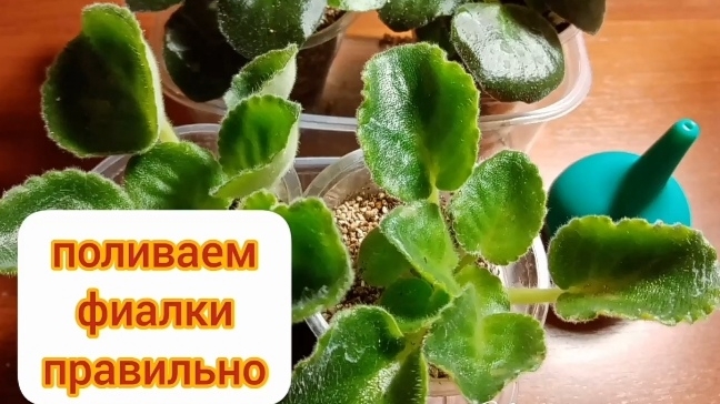 📌Три метода правильного полива фиалок.
