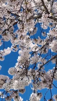 Весна прекрасна! #nature #explore #entertainment #flowers #цветы #shorts