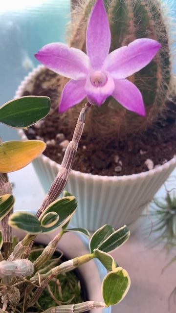 Dendrobium moniliforme  경홍석곡 дендробиум монилиформе