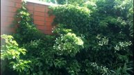 Цветочки у дома (4)