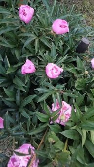 Пионы! А аромат,жаль не передает камера!🌺🌺🌺