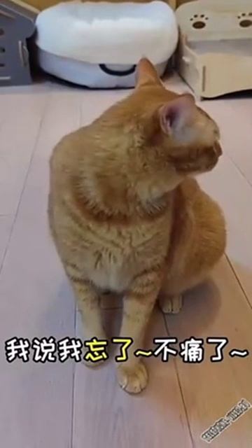 Что-то подпел по-котайски