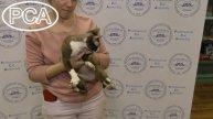 Кошка девон рекс шоколадный с белым. Выставка кошек PCA on-line.