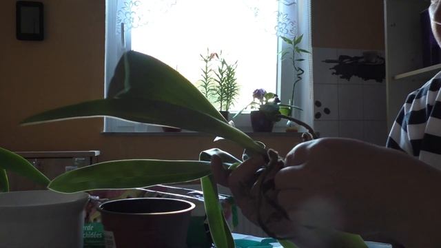 Пересадка башмачка