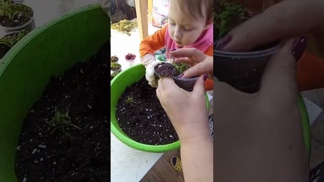 колеусы. пересадка.
