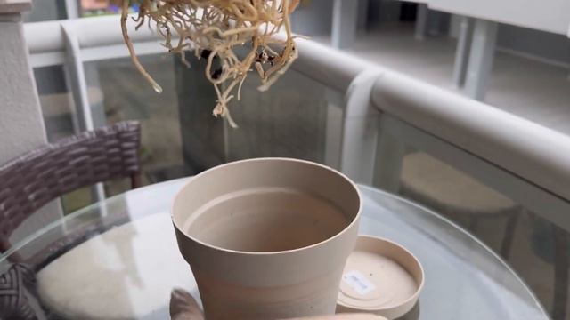 Мужское Счастье, Капризный Белый Антуриум, Пересадка
