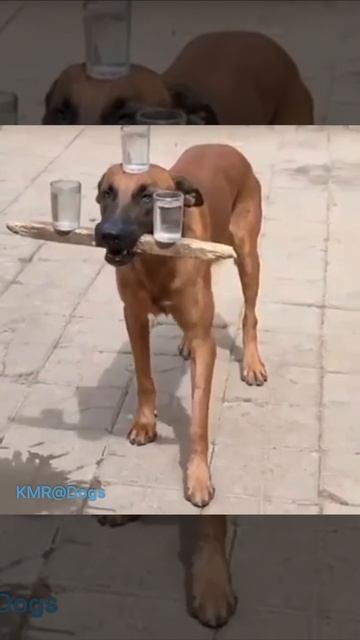 Искусный официант🤵♂️😂 ( видео про собак )