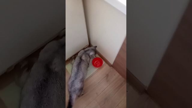 Есть не хочу, хочу пить 😸
