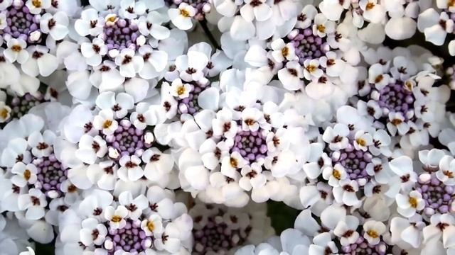 10 ЛУЧШИХ МНОГОЛЕТНИКОВ 🌺 ЦВЕТУТ САМИ ПО СЕБЕ! 💧 БЕЗ П