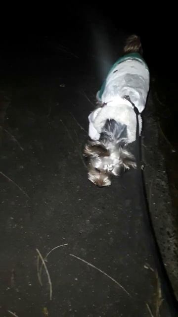А в Одесі дощить із туманом вітряна прогулянка,  Мальв?