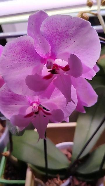 Орхидеи в детской #orchid #phalaenopsisorchid #volgograd