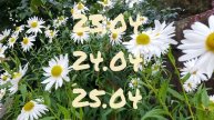 Лунный календарь для цветовода с21.04-27.04.25г.