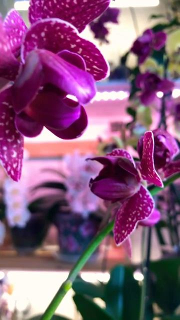Phal. Kimono #юмор #orchids #орхидея #цветы #flowers #kimono