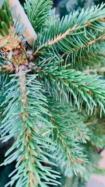 Пендула Брункс 🌲❤️информация о работе питомника в т
