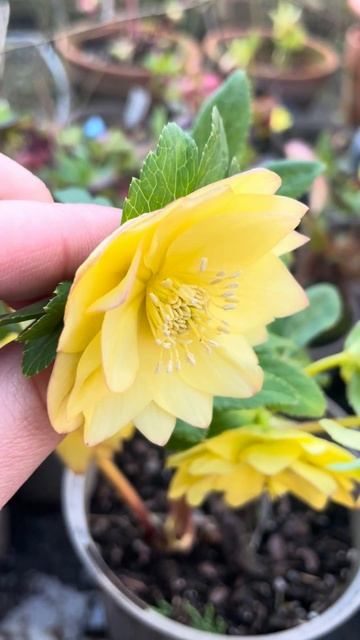 A beautiful double yellow hybrid hellebore #helleborus #hellebore #wintergarden #морозник