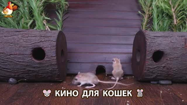 Видео для кошек про крысок развлекать питомцев 🐭🐀😂 (88)